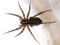 Pardosa pullata